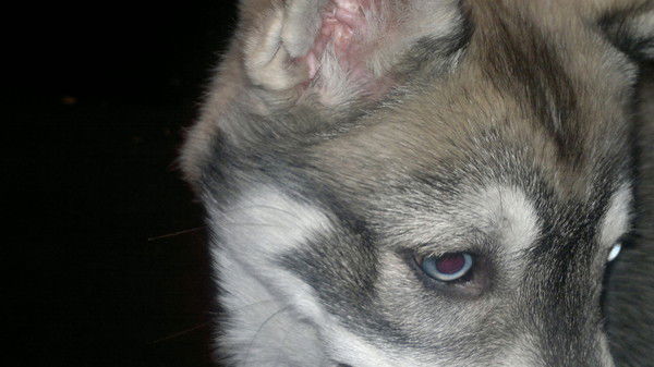 Константин Шандер