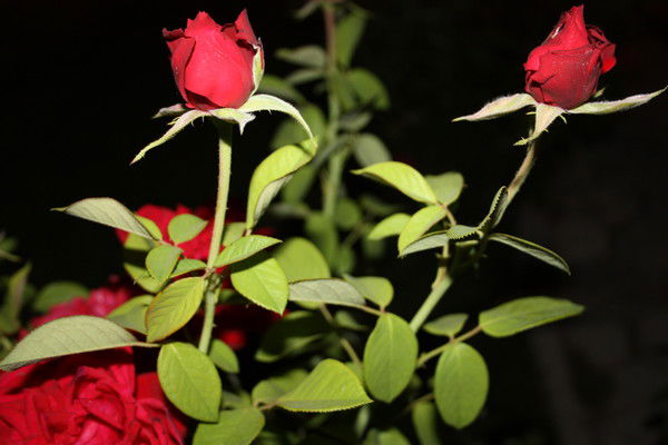 Евгения Столярова