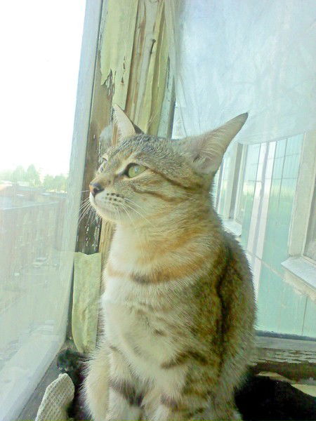 Семахина Лариса