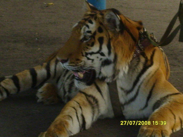 Вячеслав Окунев