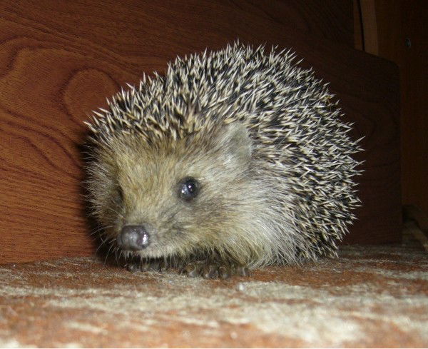 Егор Атрахименок