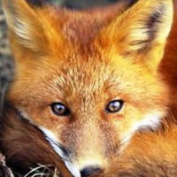 Алмаз Рафиков