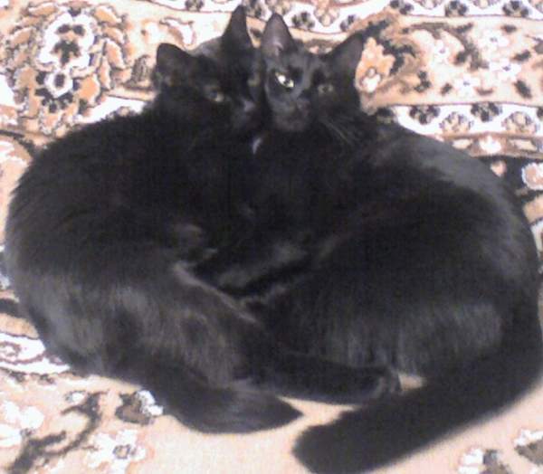 Елена Мясникова