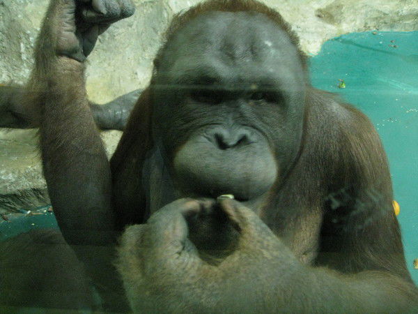 Саша Сорокоумов