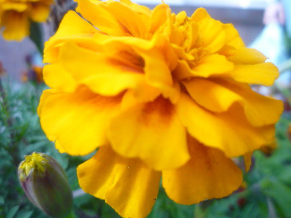 Оксана Никонорова