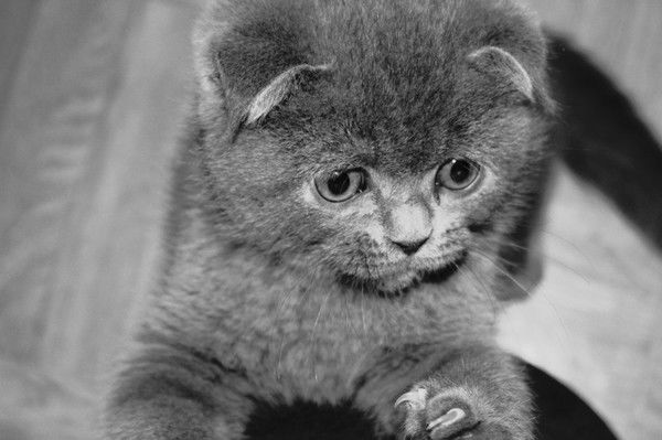 Надежда Крещик