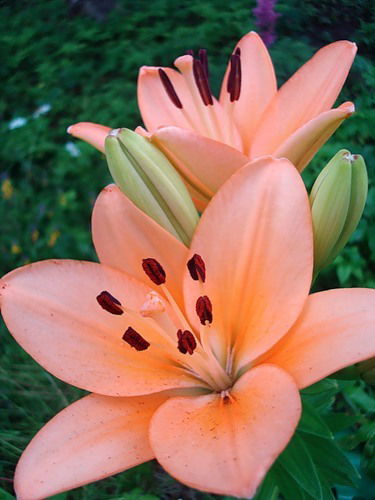 Наталья Борисова