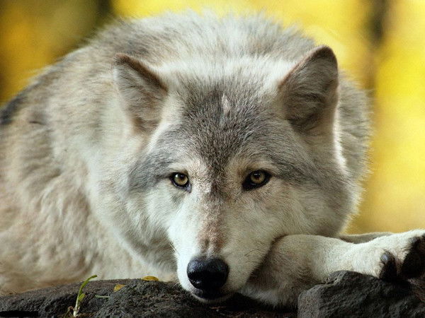 Ирина Залавина