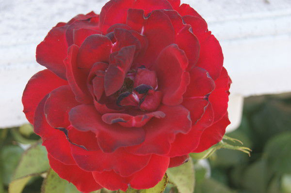 Наташа Иванова