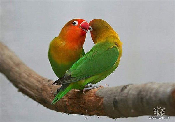 Роза Бурцева