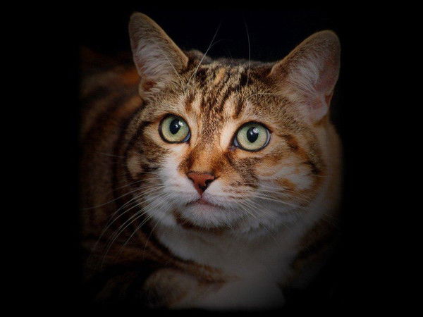 Мустафа Известный