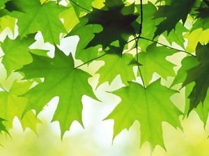 Анна Фомина