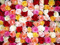 Светлана Ершова