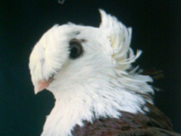 Кенжебек Мурзагалиев