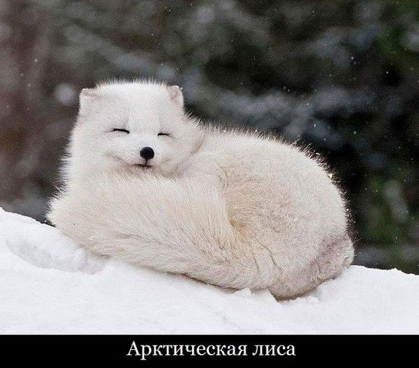 Искандер Аюпов