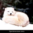 Искандер Аюпов