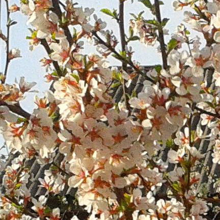 Гузель Запорощенко