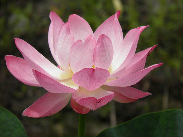 Сергей Силантьев