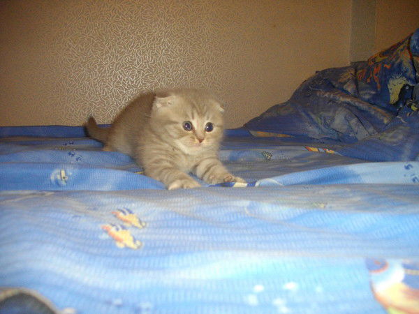 Света Думкина