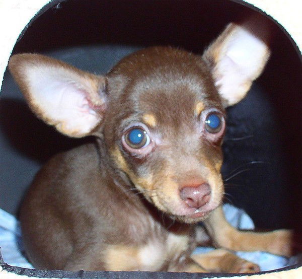 Анна Волкова