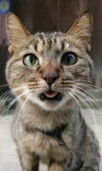 Виктор Сергеев