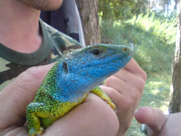 Валера Таровик