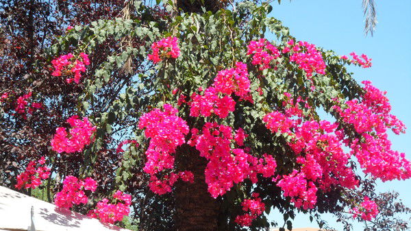 Любовь Карпухина