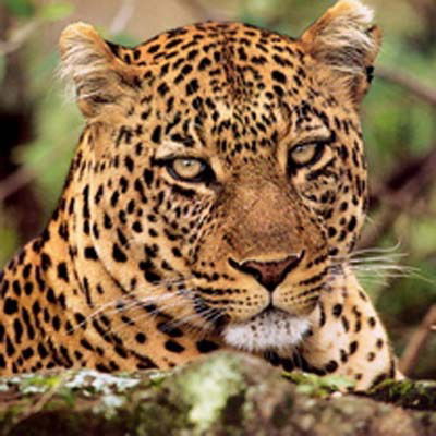 Андрей Анастасияди