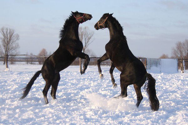 Евгений Никитченко