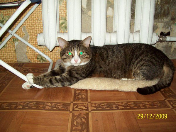 Денис Тельнюк