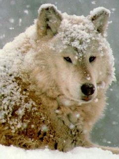 Мастеков Дастан