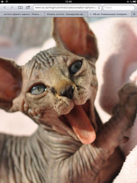 Виталий Степанов