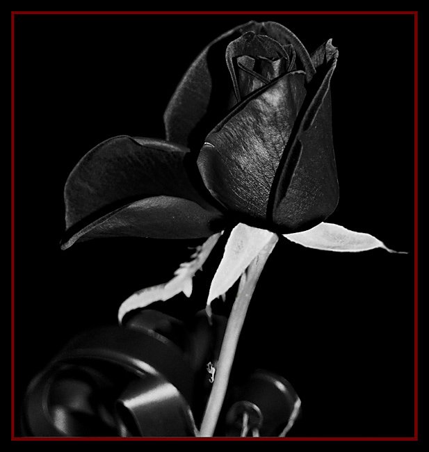 Леди В Чёрном))