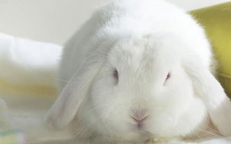 Алина Алистоша