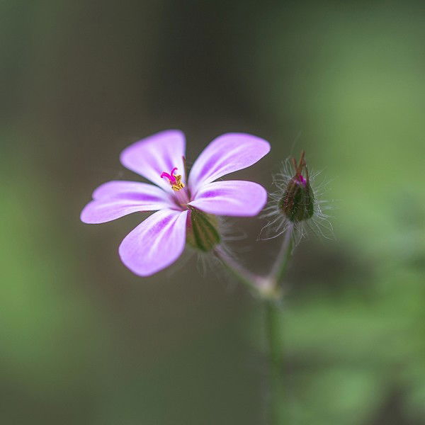 Альбина Кабардокова