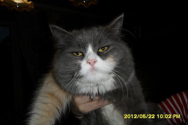 Марина Коржиневская