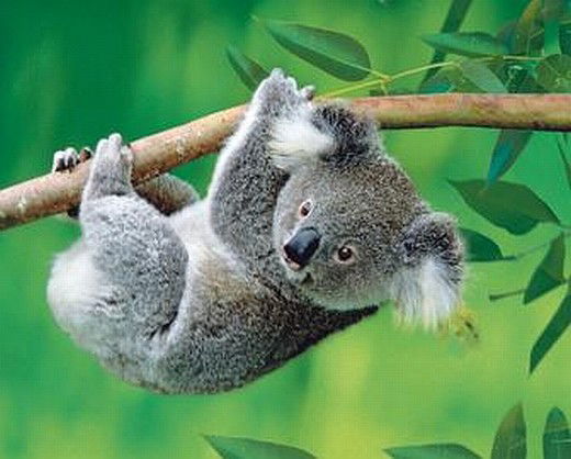 Ирина Коростина