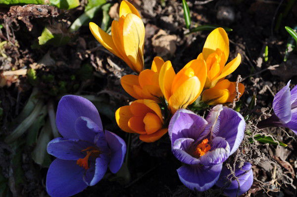 Елена Горбункова