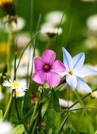 Светлана Дагестанская