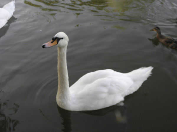 Руслан Будний