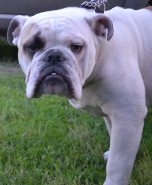 Владимир Горбунов