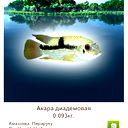 Irca ≈≈≈ ⋖⋙⋞