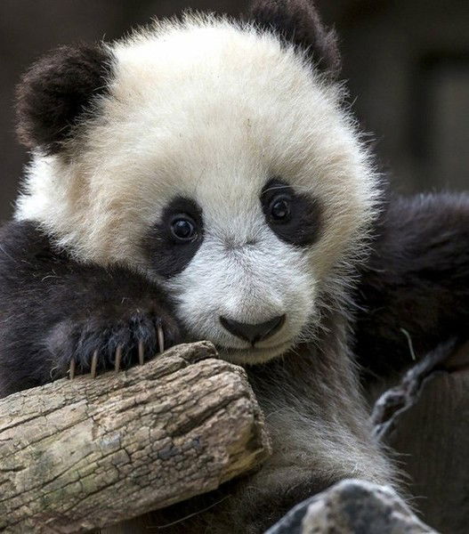 Ирина Бужинова