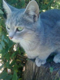 Светлана Яровая