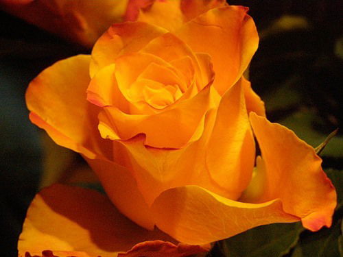 Гульбахрам Изимова