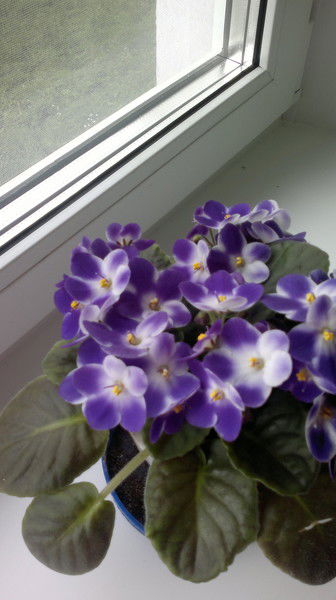 Марина Аверина