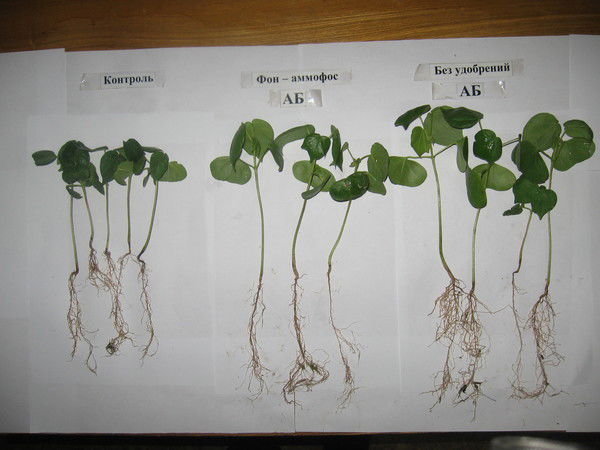 Неизвестно Неизвестно