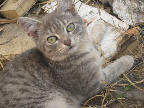 Елена Белитченко