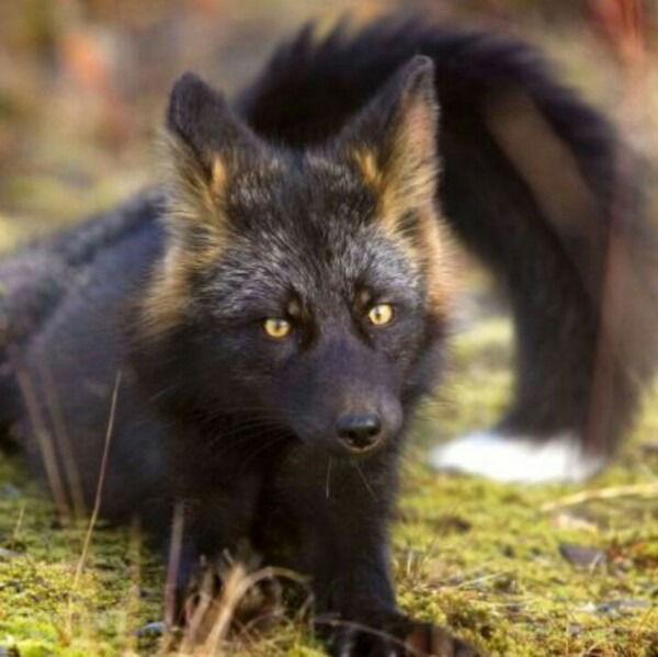 Алена Фокина