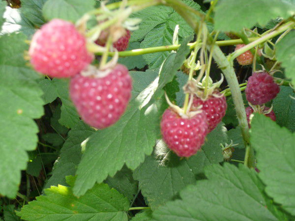 Надежда Щукина